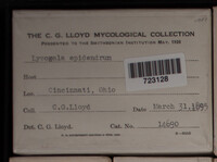 Lycogala epidendrum image
